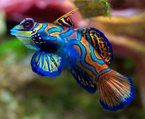 1.mandarinfish-300x246.jpg