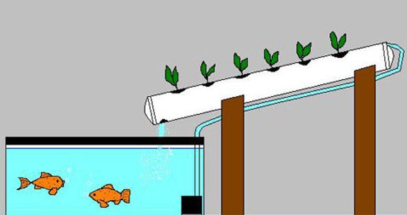 20100328aquaponics.jpg