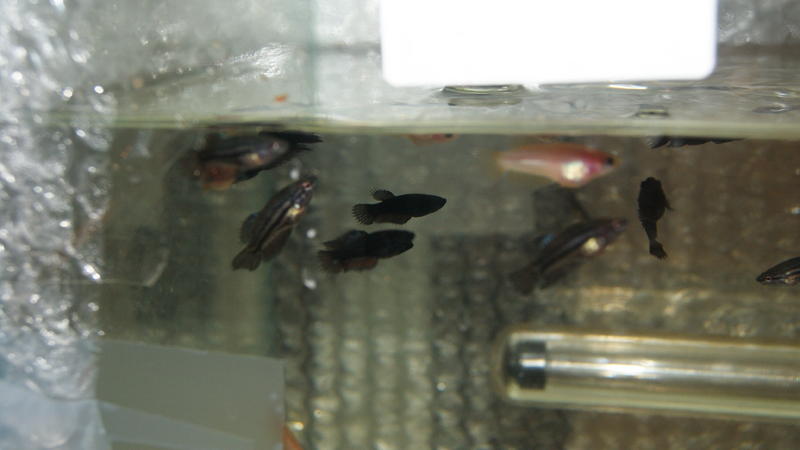 2012-09-27 05.16.37.jpg