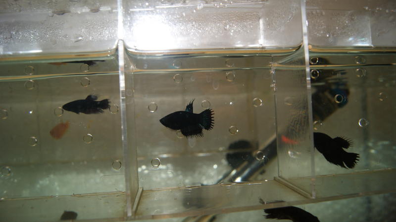 2012-10-17 20.10.17.jpg