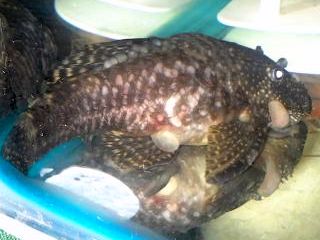 20130818_192614.jpg