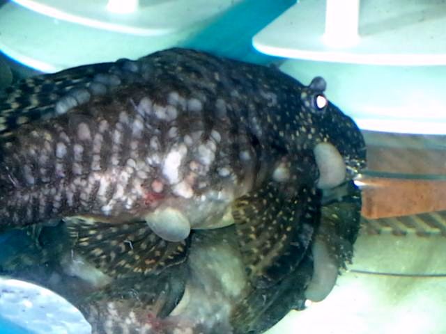 20130818_192639.jpg