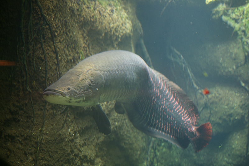 800px-Arapaima_(Arapaima_gigas)_3.jpg