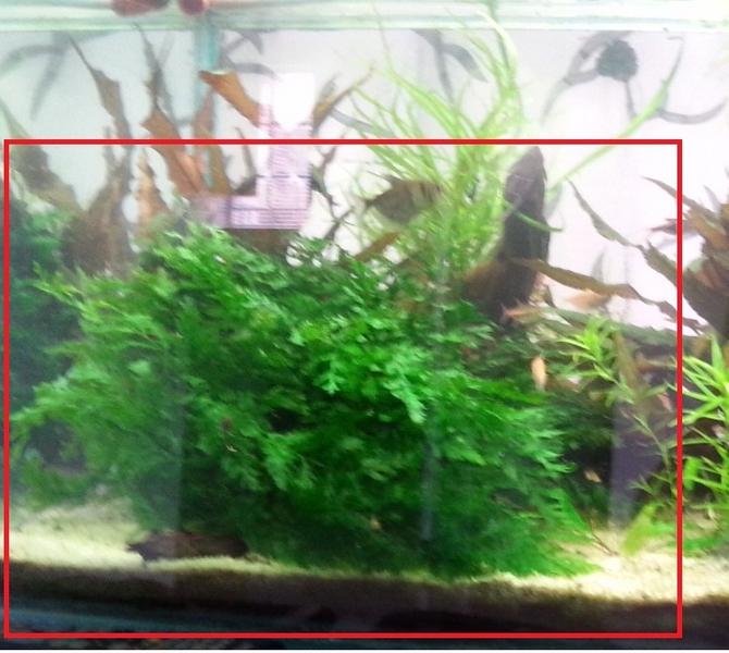 african fern 2.jpg