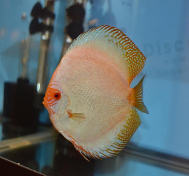 Albino Discus.jpg