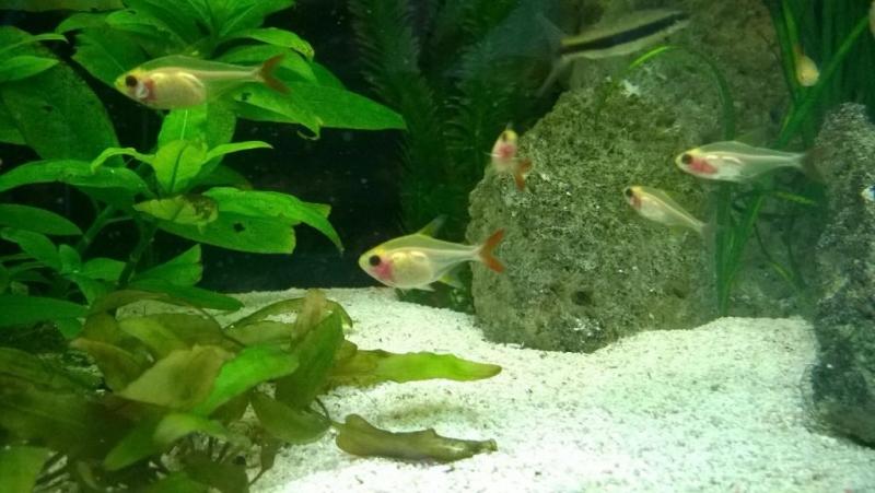 albino xray tetra.jpg