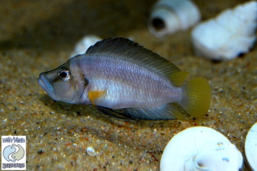 altolamprologus_compressiceps_sumbu_shell1.jpg