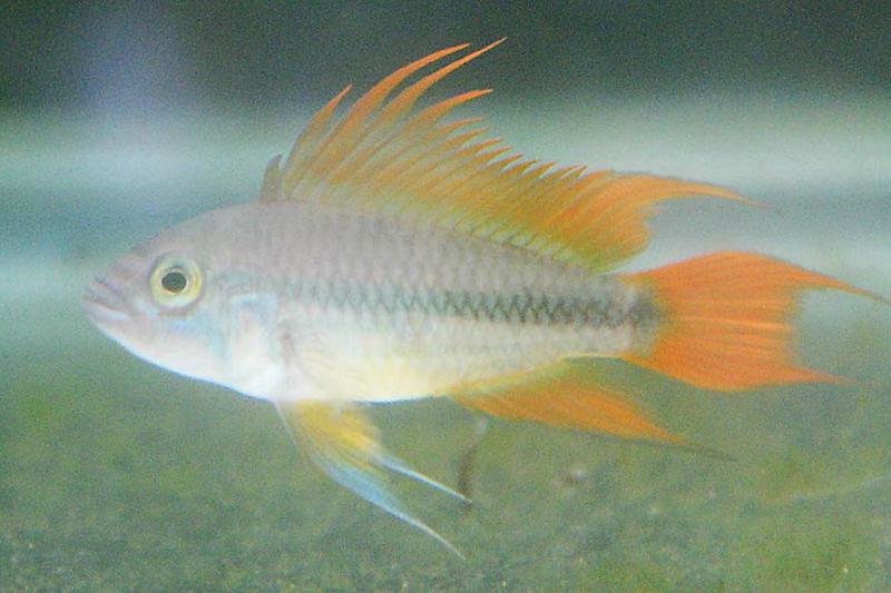 apistoorangeflash2.jpg