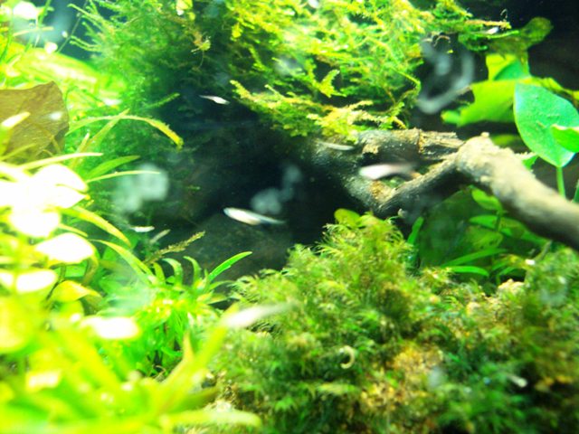 Babies 01.jpg
