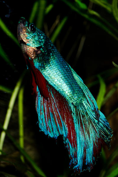 Betta-1.jpg