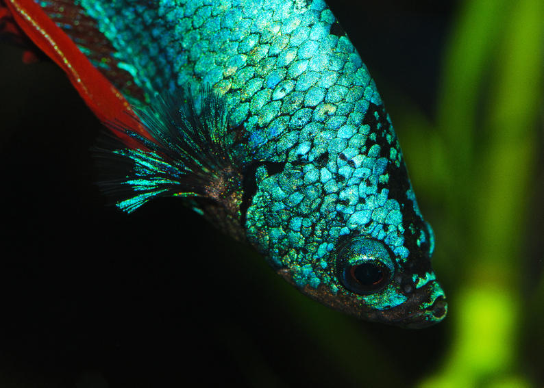 Betta-2.jpg