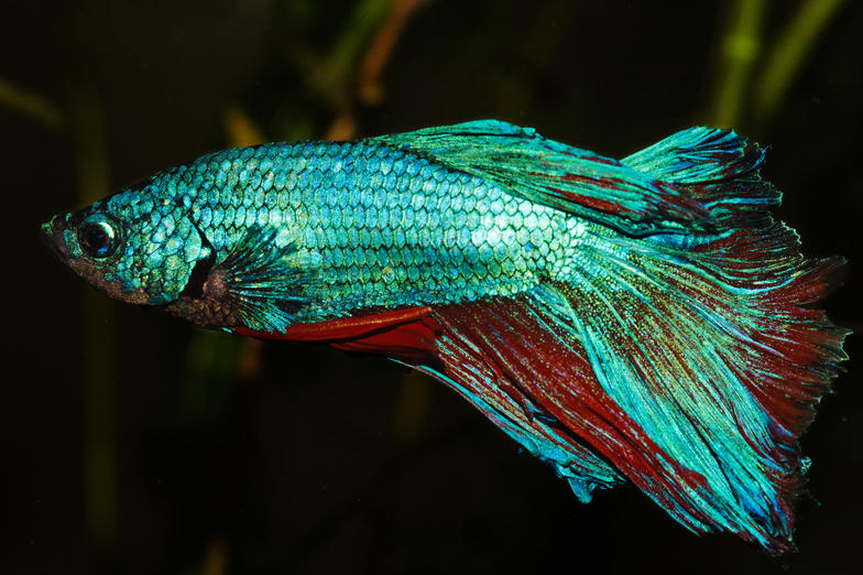 Betta-3.jpg