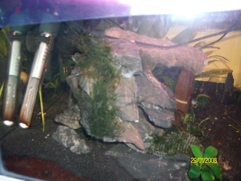 betta set up 010.jpg