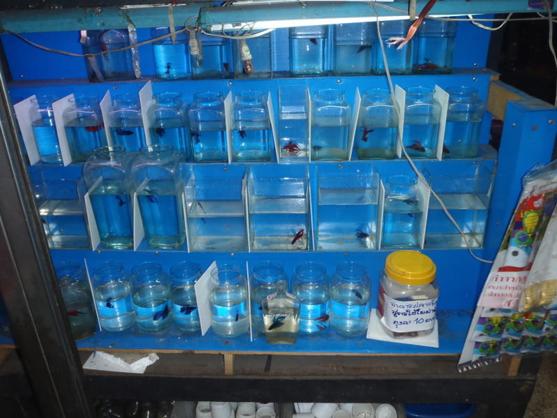 betta1.jpg