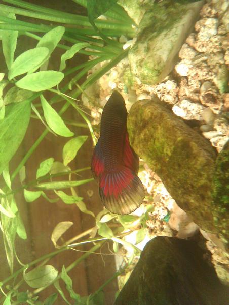 Big Tank Pics 54335.jpg