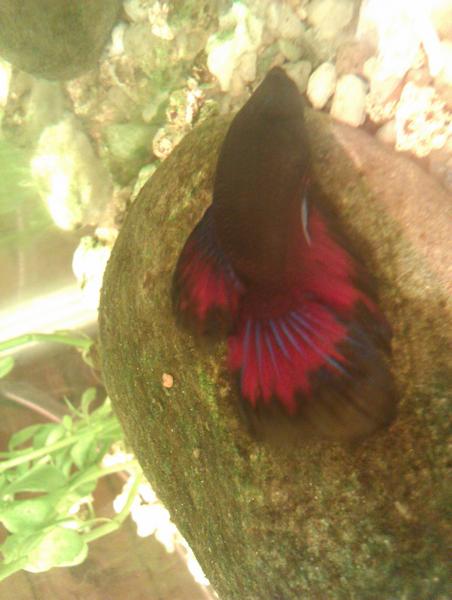 Big Tank Pics betta upld 2.jpg