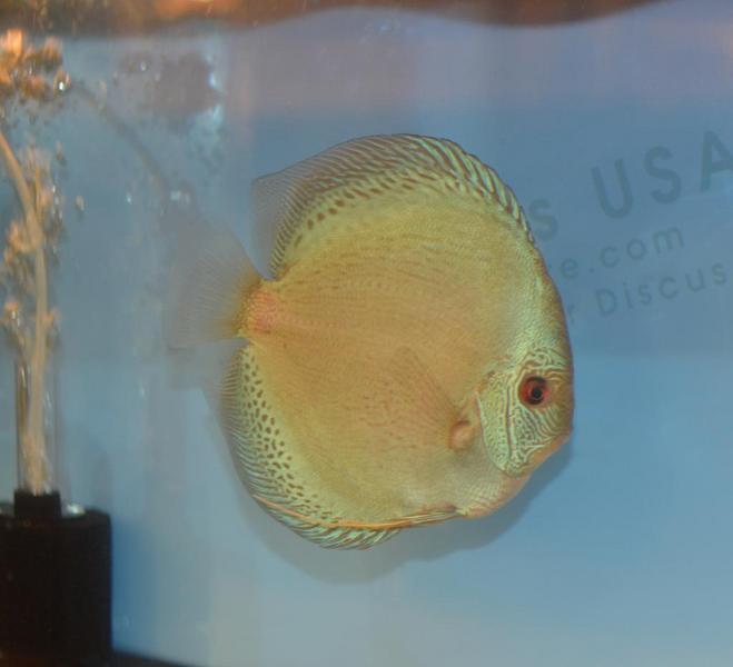 Blue Snake Discus.jpg