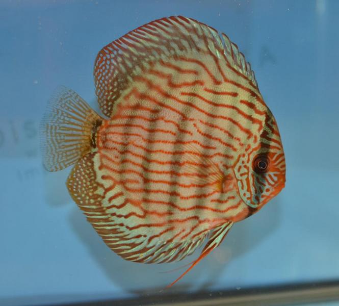 Blue Turk Discus.jpg