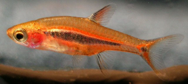 Boraras-uropthalmoides.jpg