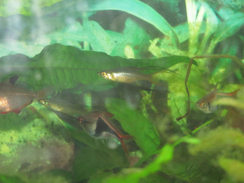 Both Threadfins 1.jpg