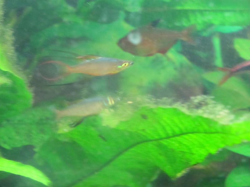 Both threadfins 2.jpg