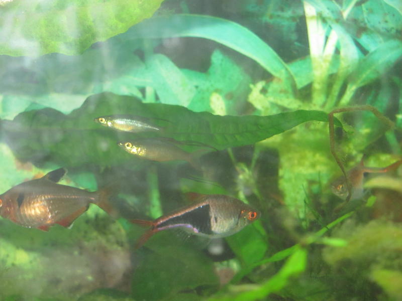 Both Threadfins 4.jpg