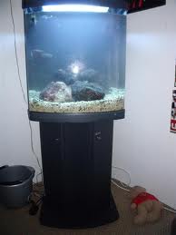 Boyu tl 550 with stand.jpg