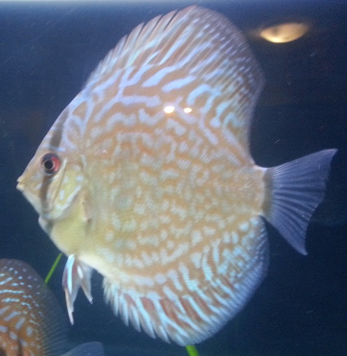 breeder fish.jpg