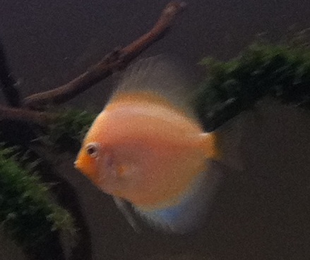 Calico or Nebula Discus.jpg