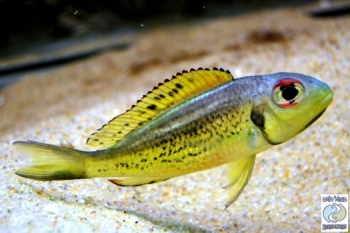 callochromis-melanostigma-magara-primary.jpg