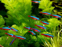 cardinal tetra.jpg