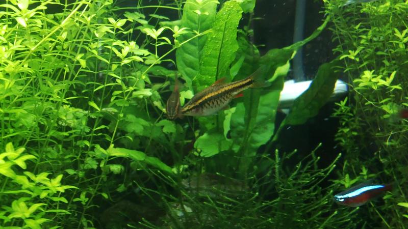Cherry barbs 16-10-13.jpg