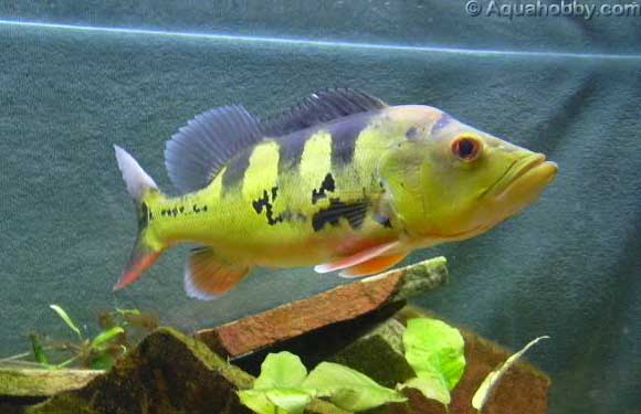Cichla_monoculus_1.jpg