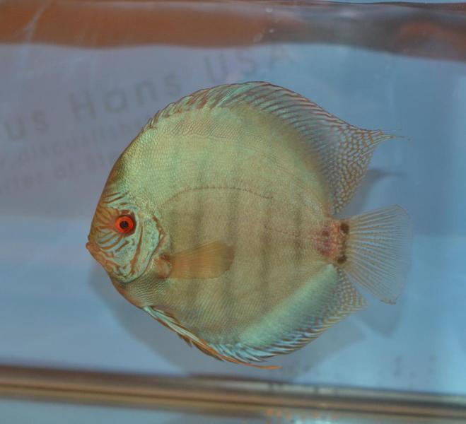 Cobolt Discus.jpg