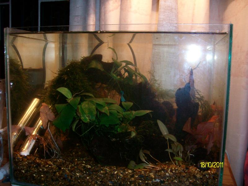 comp tank 012.jpg