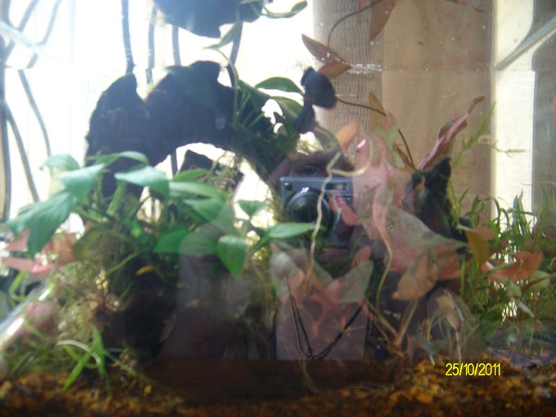 comp tank 022.jpg