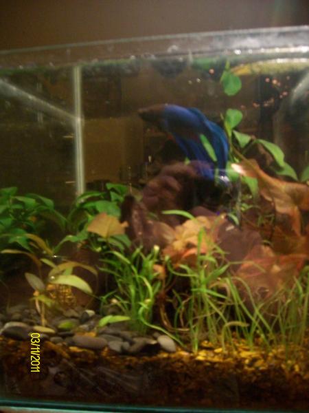 comp tank 034.jpg