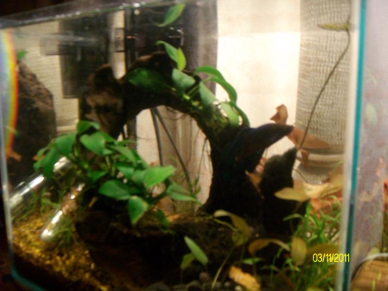 comp tank 036.jpg