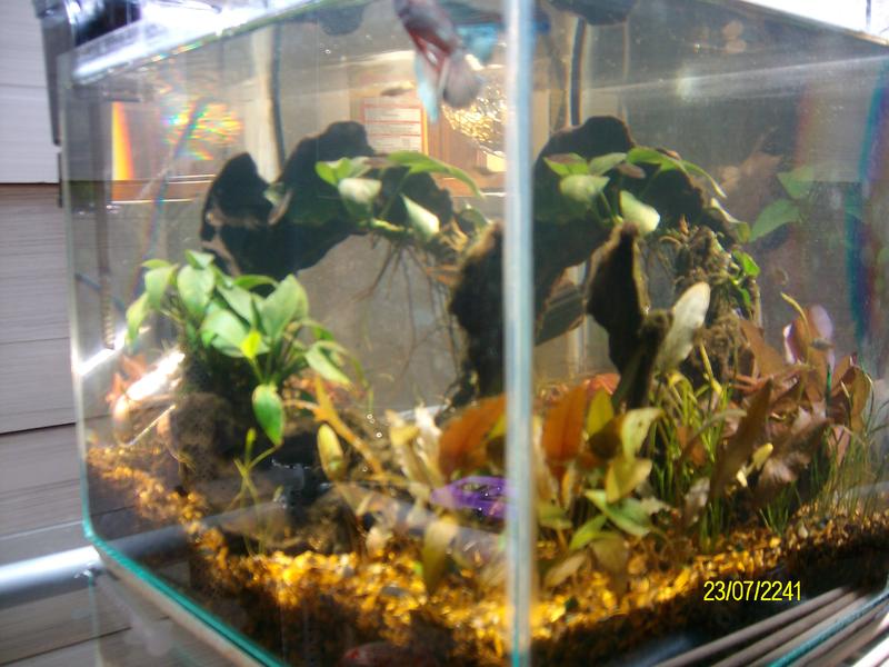 comp tank 062.jpg