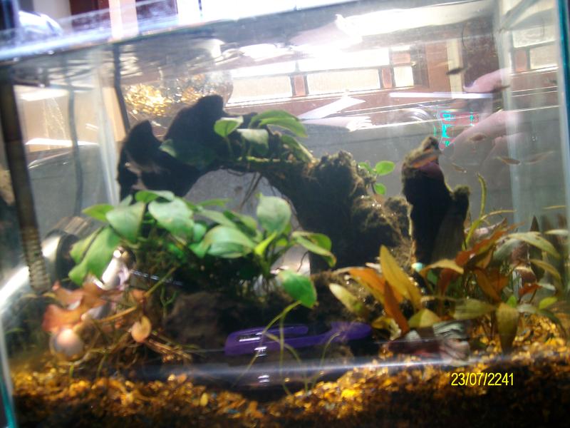comp tank 063.jpg