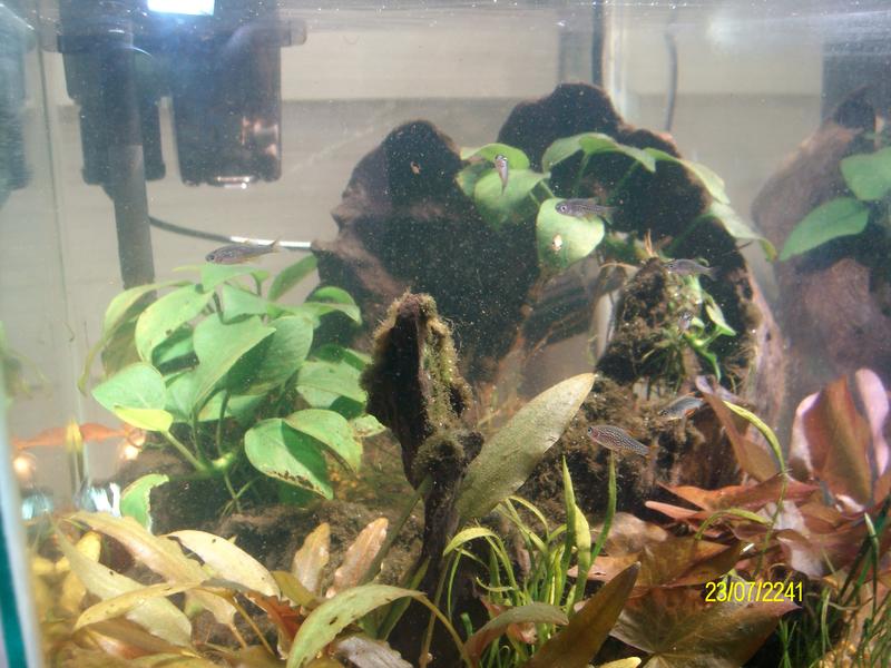 comp tank 065.jpg