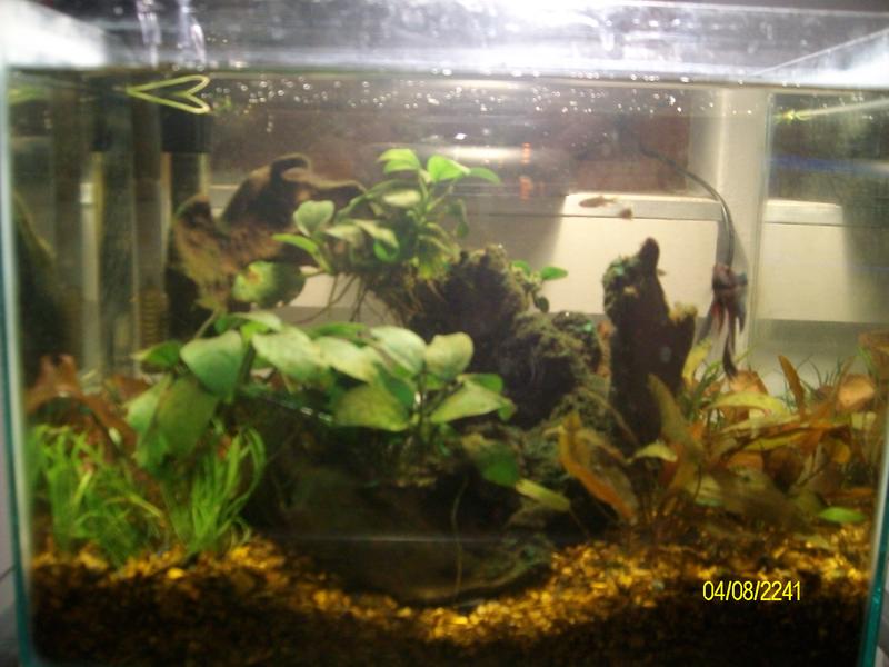 comp tank 092.jpg