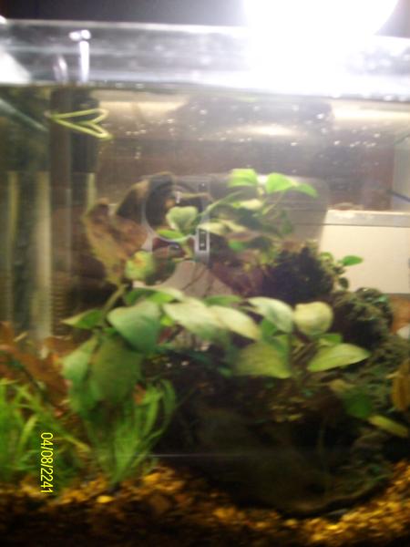 comp tank 093.jpg