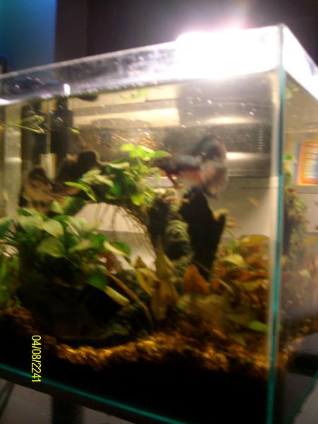 comp tank 095.jpg