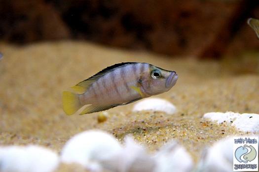 compressiceps_sumbu_shell2.jpg