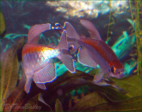 congo_tetra_091031p_w0480.jpg