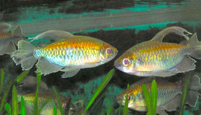 CongoTetraWFCh_Ap4AAf1.jpg