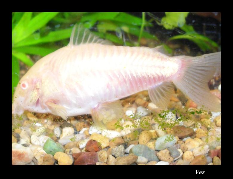 Cory eggs.jpg