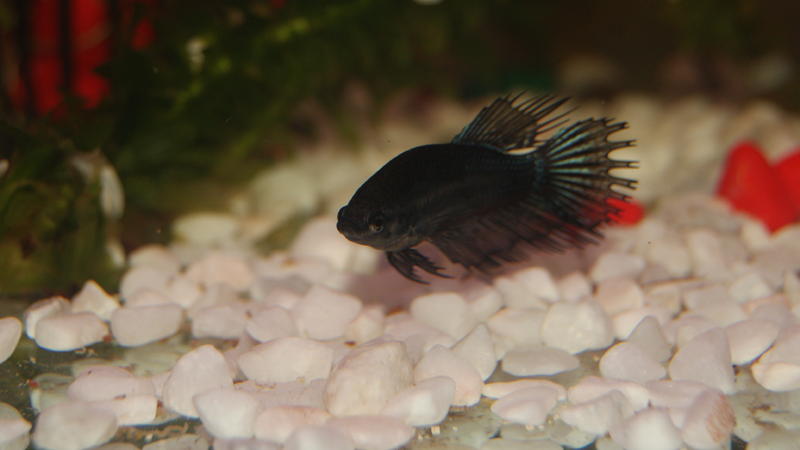 CT - Black Female.jpg
