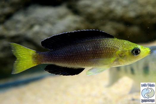 Cyprichromis leptosoma yellow head Kekese.jpg